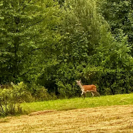 Domek alpejski Bale Na Skale & Spa-zawoja